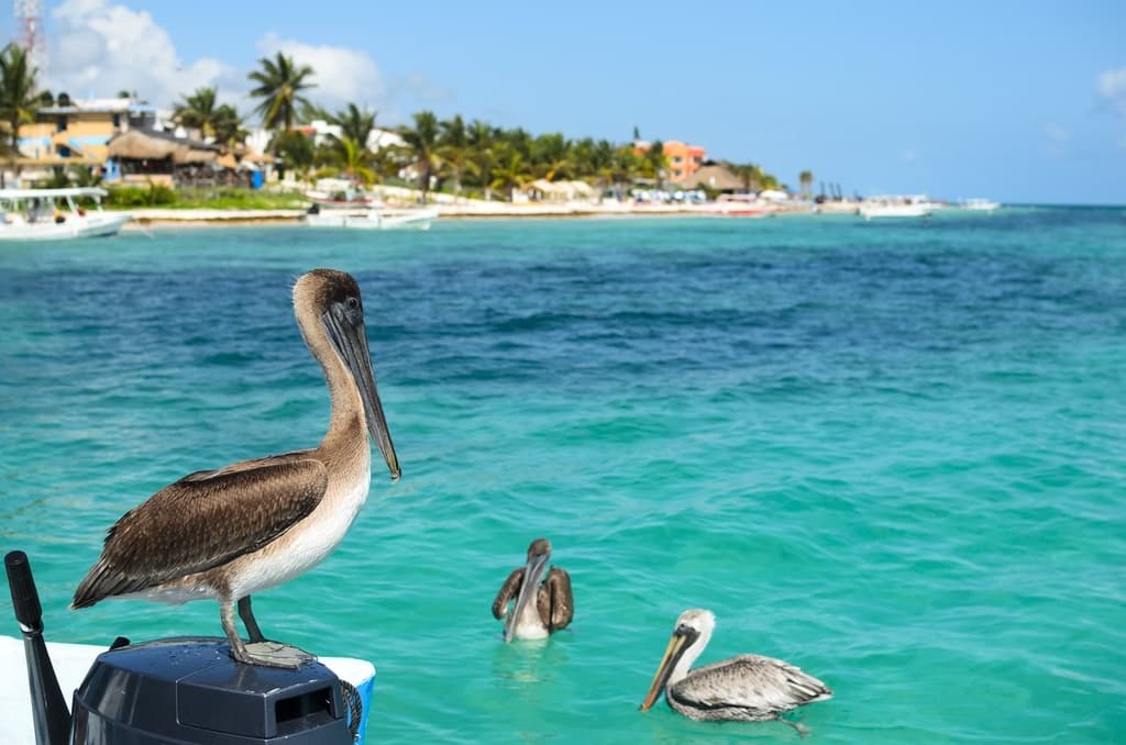 LDS Tours Chichen Itza, Progreso Port, Cruise Travelers | Alma's LDS tours - Image 5