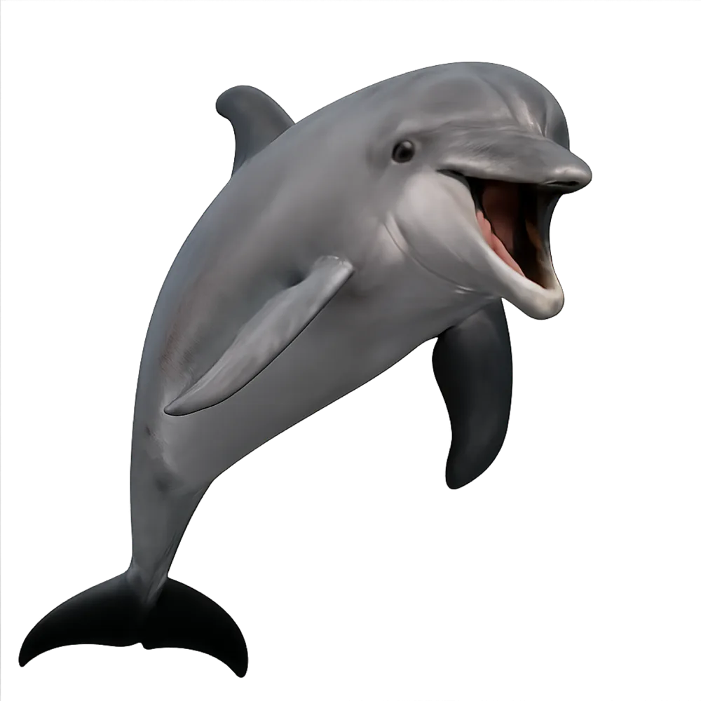 Dolphin Activity